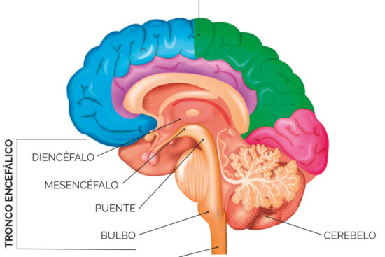 Encéfalo