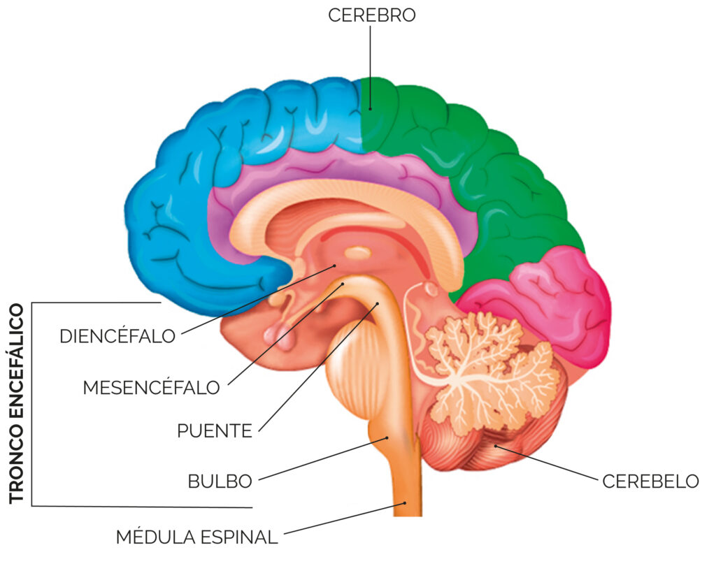 Encéfalo